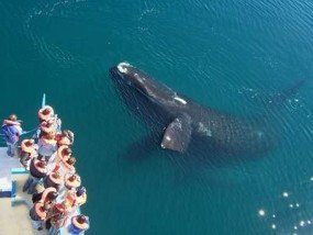 Top Things to Do in Puerto Madryn, Whale watching