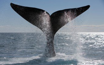 Top Things to Do in Puerto Madryn, Whale watching