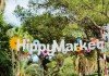 Ibiza’s Hippy Markets
